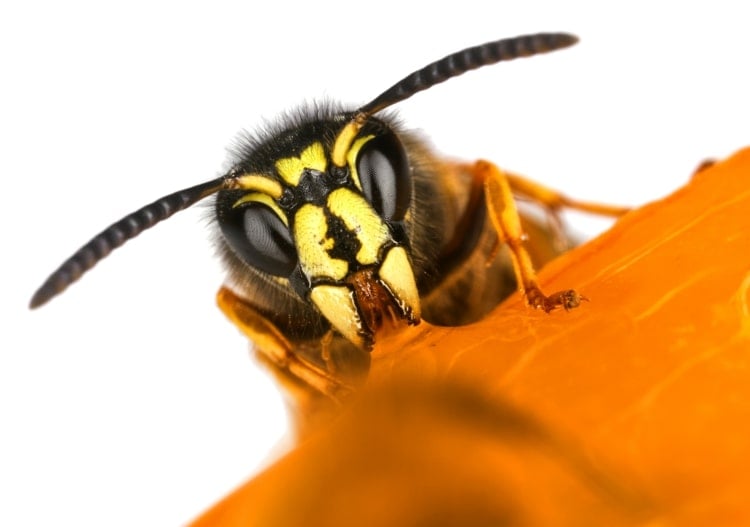 Wespen helfen gegen Läuse auf den Blättern, indem Sie sie fressen