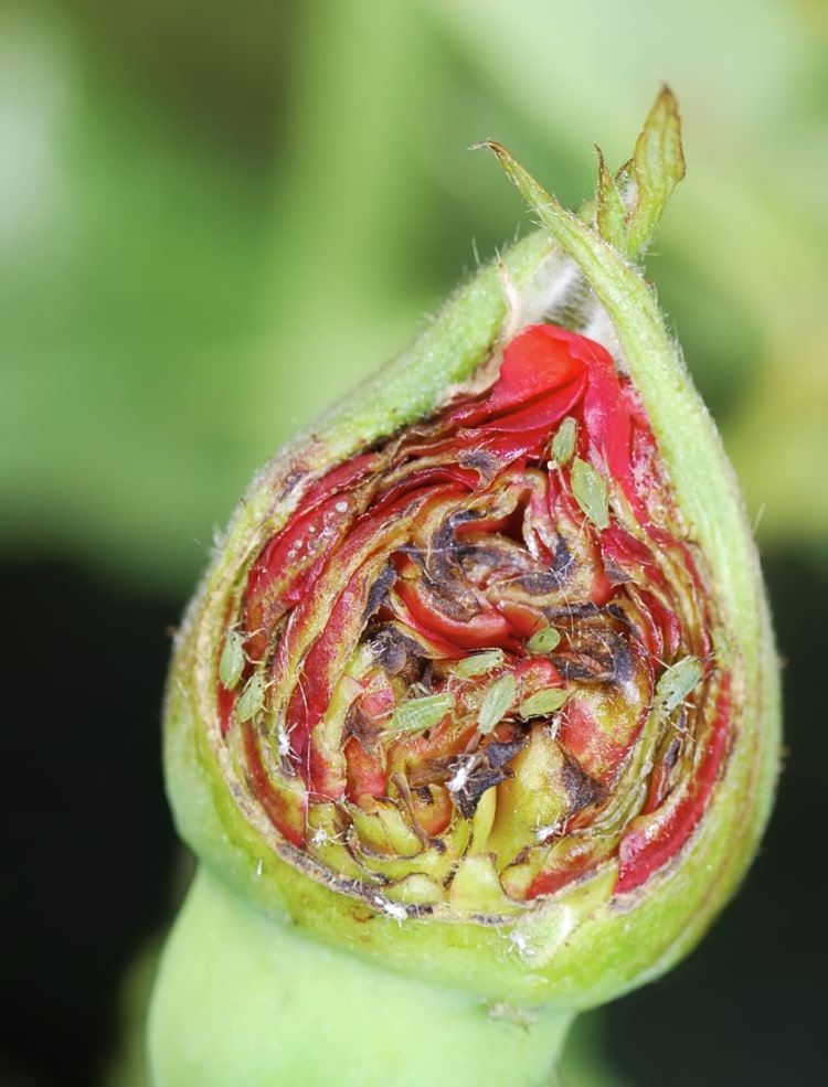 Wie kann man Blattläuse bekämpfen - Gartentipps für Hobbygärtner