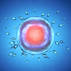abbildung von spermien und eizelle vor der befruchtung und der empfängnis