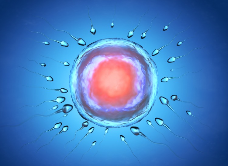 abbildung von spermien und eizelle vor der befruchtung und der empfängnis