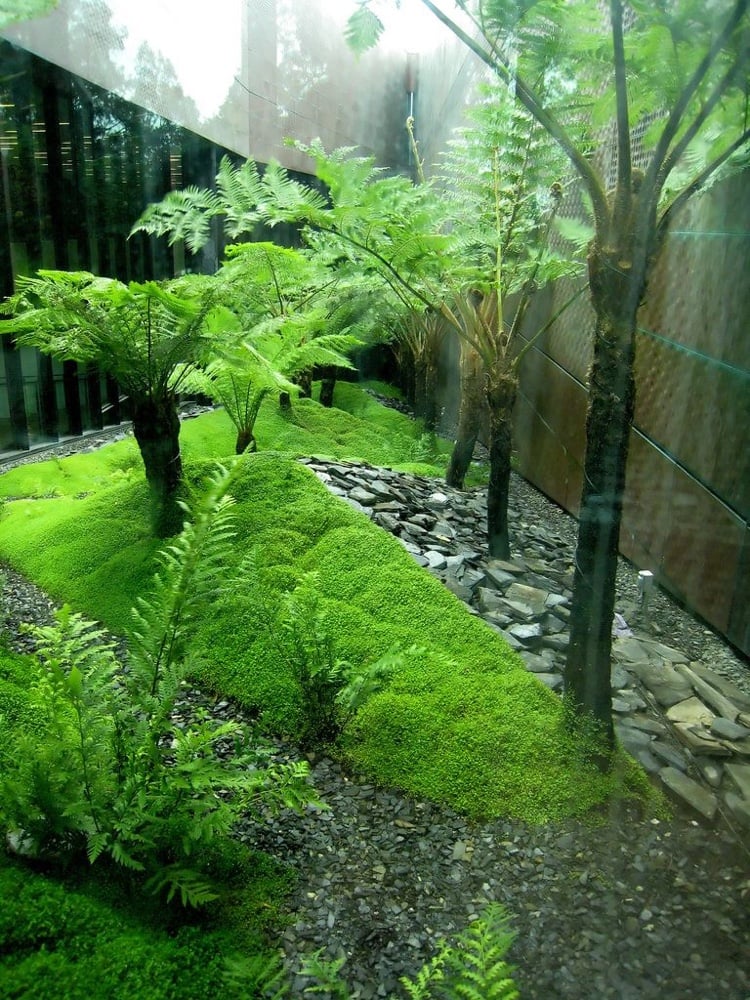begehbare Bodendecker für Schatten Sternmoos für den japanischen Garten