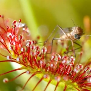 fleischfressende Pflanzen gut beim Fangen von Insekten oder nicht