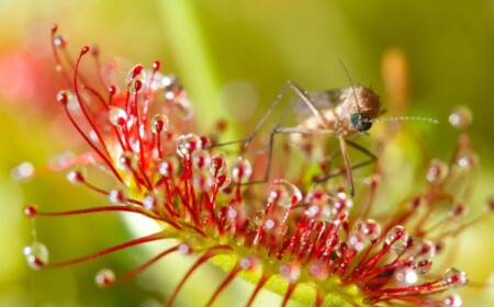 fleischfressende Pflanzen gut beim Fangen von Insekten oder nicht