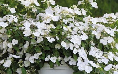 girlanden-hortensie 'runaway bride®'