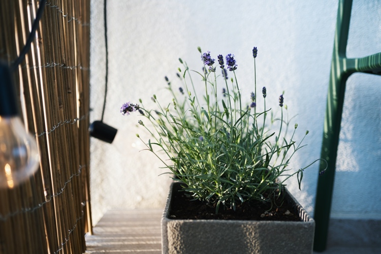 kann man lavendel im kübel auf balkon pflanzen