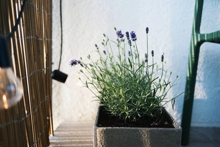 kann man lavendel im kübel auf balkon pflanzen