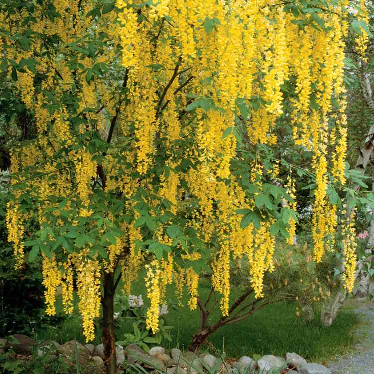 kleiner Baum unter 10 Metern für den Garten wählen Goldregen