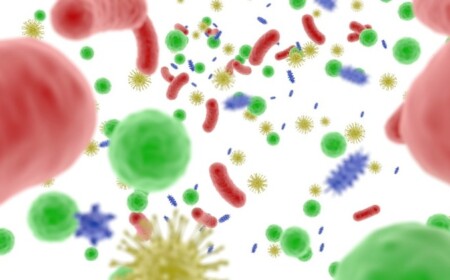 mikroorganismen und pilze im darm als krankheitserreger und helfer vom immunsystem