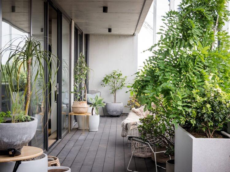 pflanzen dienen als sichtschutz auf dem dschungel balkon