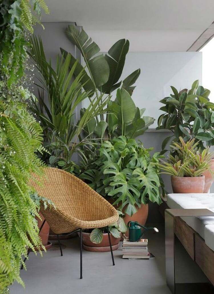 tropische pflanzen für balkon und rattan sessel