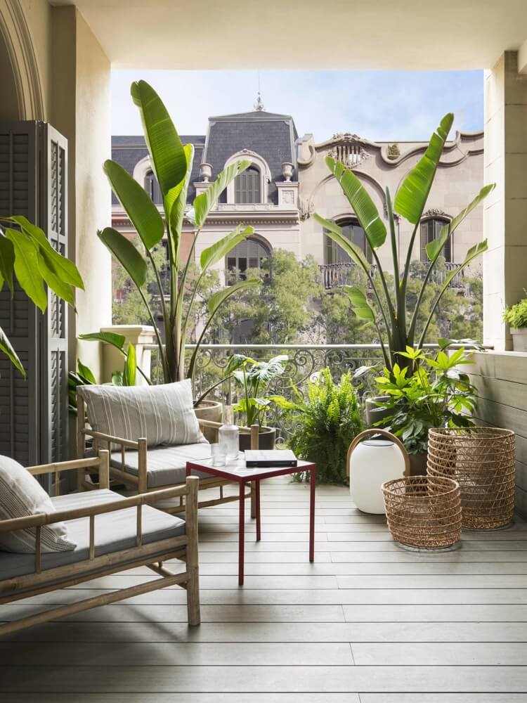 tropische pflanzen für balkon
