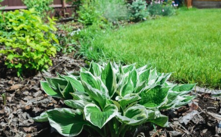 weiße und grüne Hosta für volle Sonne