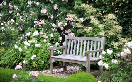 welche rosen für Halbschatten Sorten für absonnige Standort