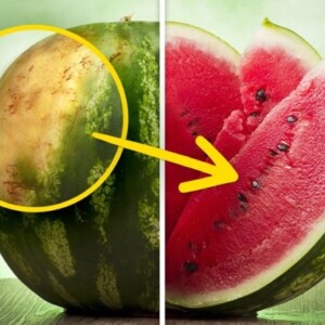 woran erkennt man gute wassermelonen