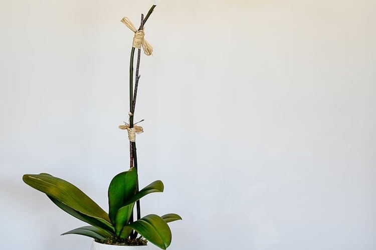 Orchidee zum Blühen bringen Hausmittel & Pflegetipps