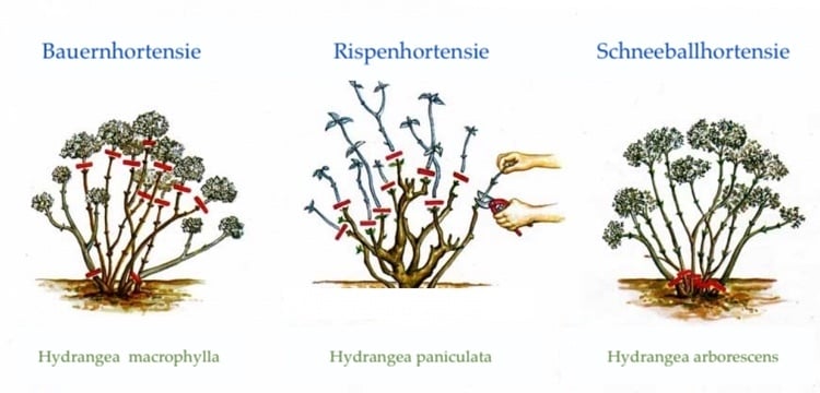 Beim Schnitt lassen sich Hortensien in zwei verschiedene Gruppen einteilen