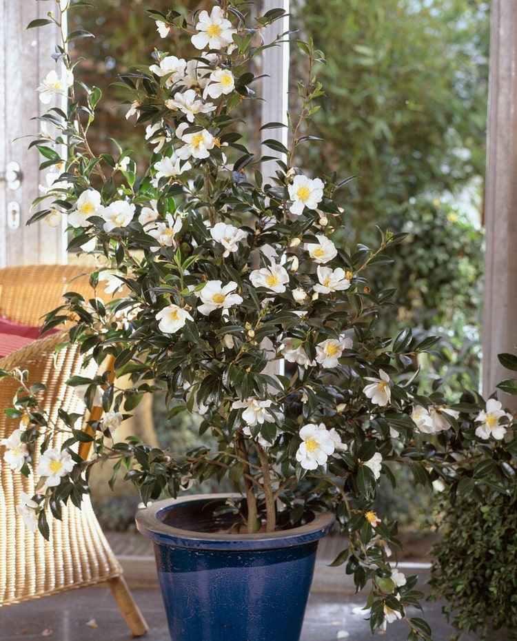 Camellia sasanqua braucht einen windgeschützten Standort im Garten