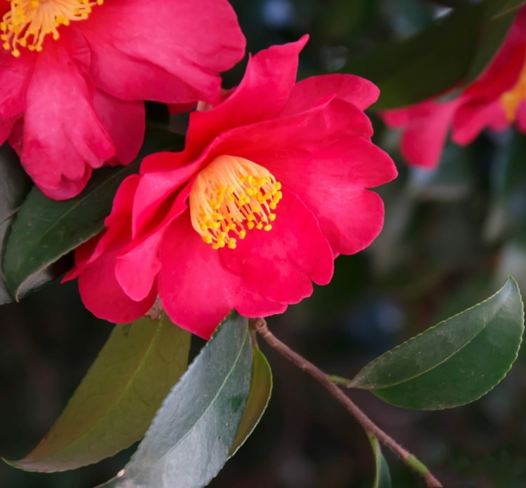 Die Camellia sasanqua muss mit Vlies vor Kälte geschützt werden