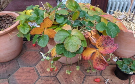 Erdbeeren im Topf überwintern auf Balkon