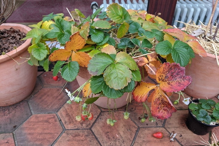 Erdbeeren im Topf überwintern auf Balkon