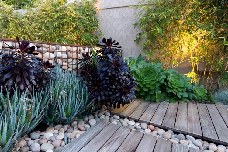 Gabionen bepflanzen Terrasse Ideen mit immergrünen Pflanzen