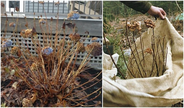 Gartenhortensie Hydrangea macrophylla vor Frost schützen