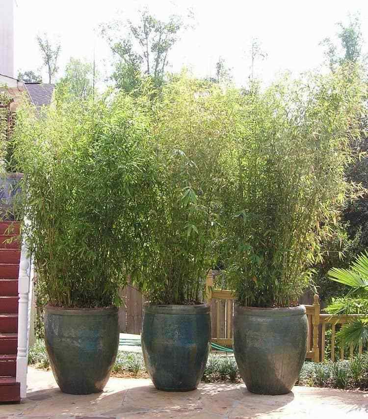 Gräser als Sichtschutz Kübelpflanzen für Terrasse Bambus