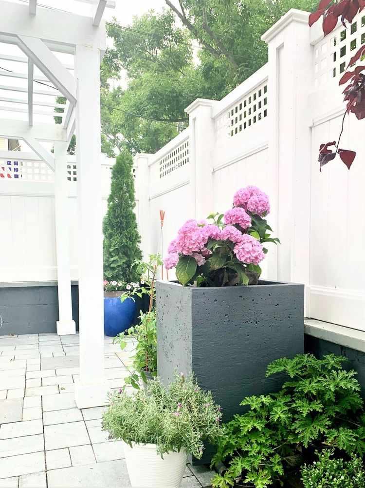 Großer Beton Pflanzkübel bepflanzt mit pinken Hortensien