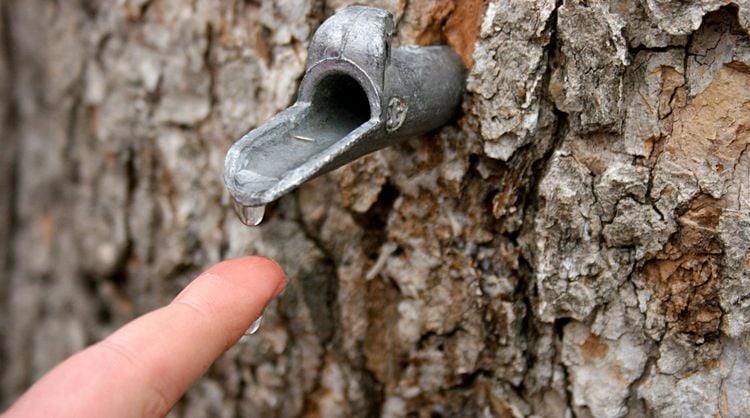 Hahn für Birkenwasser zapfen im Baum