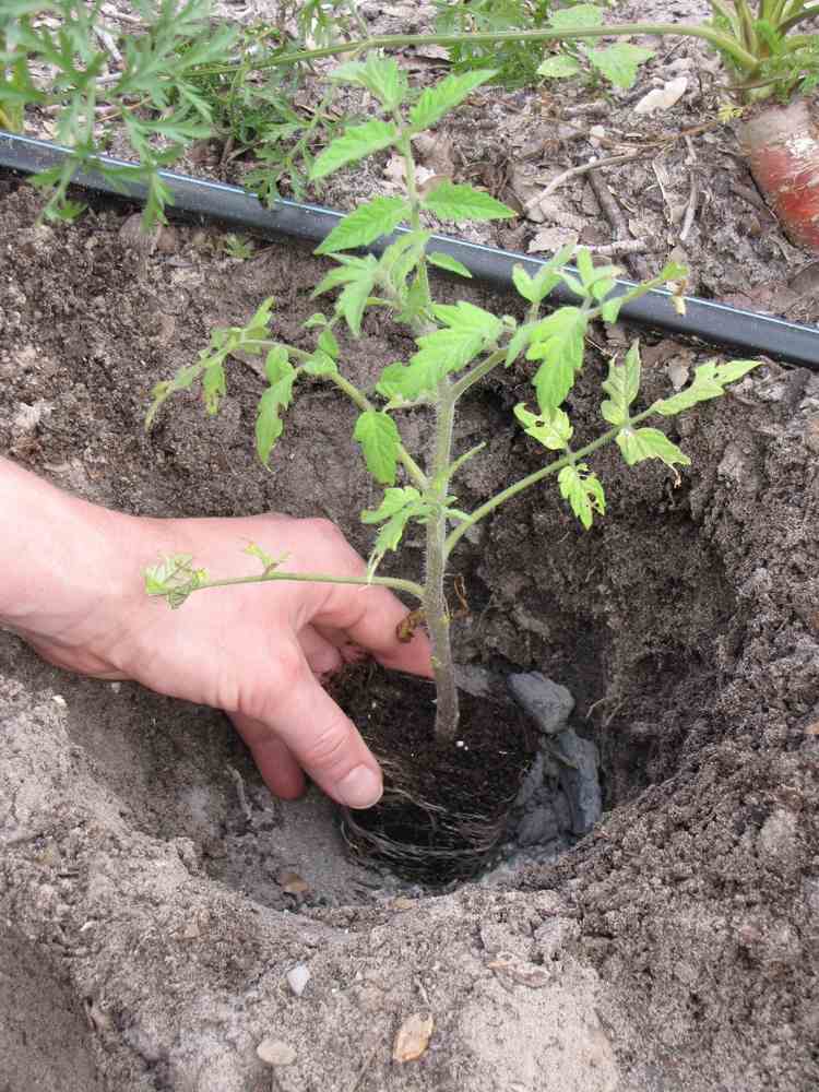 Holzasche als Dünger beim Einpflanzen der Tomatenpflanzen in den Boden