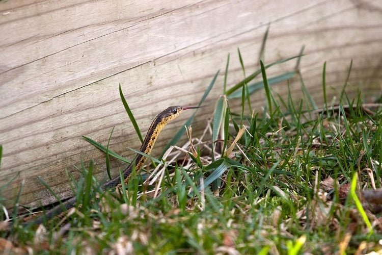 Kleine Schlange im Rasen