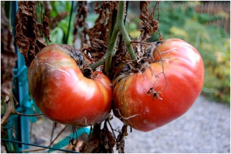 Kraut- und Braunfäule bei Tomaten verhindern