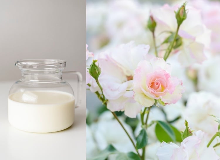 Milch gegen Rosenrost Hausmittel zur Bekämpfung von Pilzkrankheit