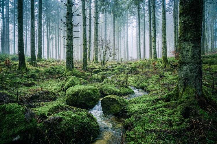 Naturpark Schwarzwald Sehenswürdigkeiten Urlaub in Deutschland 2021