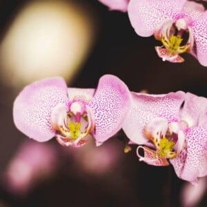Orchidee zum Blühen bringen - Hausmittel und Tipps für Blüten