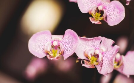 Orchidee zum Blühen bringen - Hausmittel und Tipps für Blüten