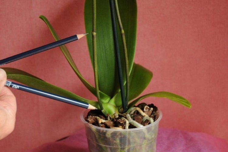 Orchidee zum Blühen bringen durch Rückschnitt der verblühten Triebe an den Augen