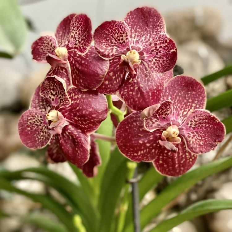 Orchidee zum Blühen bringen und richtig pflegen - Das braucht die Pflanze