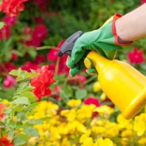 Rosen mit Hausmitteln Spritzmittel besprühen