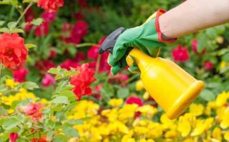 Rosen mit Hausmitteln Spritzmittel besprühen