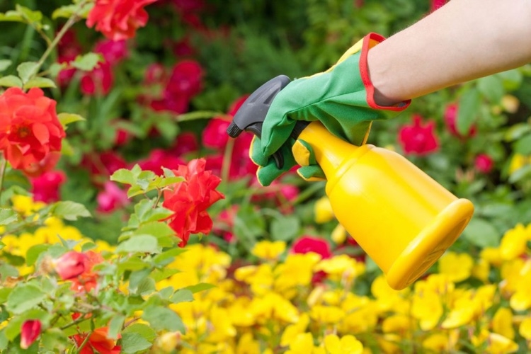 Rosen mit Hausmitteln Spritzmittel besprühen