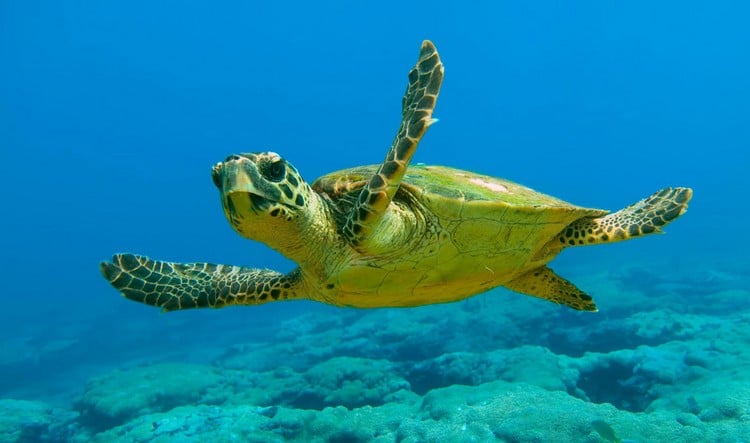 Schildkröten beobachten Kefalonia Urlaub die schönsten Inseln in Griechenland
