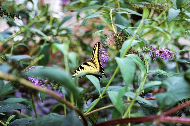 Schmetterlingsstrauch invasive Sorten gut oder schlecht für heimischen Garten