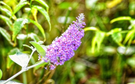 Schmetterlingsstrauch nach Blütezeit schneiden oder nicht