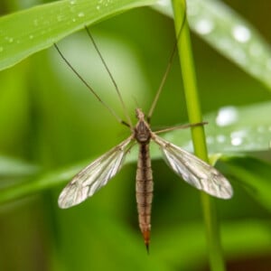 Schnaken im Garten bekämpfen gute Drainage für die Pflanzen