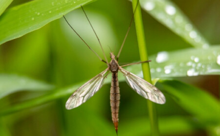 Schnaken im Garten bekämpfen gute Drainage für die Pflanzen