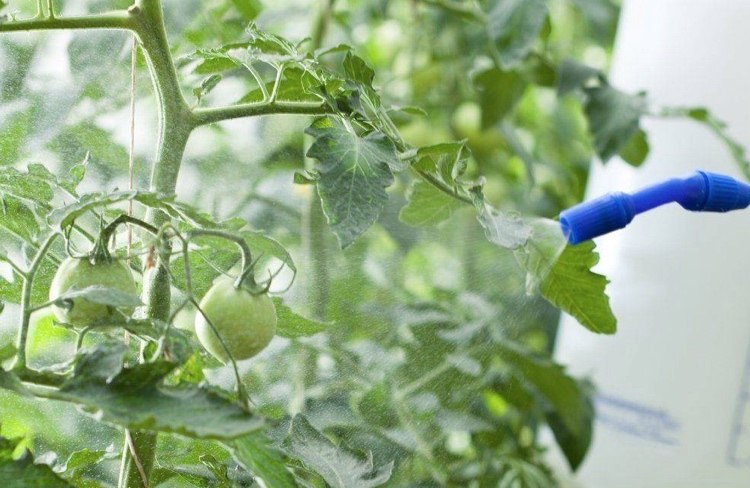 Tomaten Braunfäule Fungizide