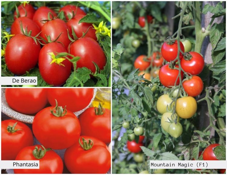 Tomatensorten resistent gegen Braunfäule