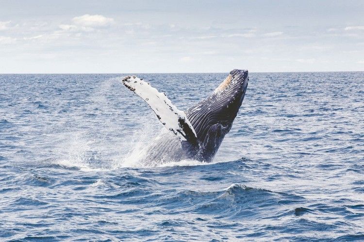 Walbeobachtung Portugal Azoren Sehenswürdigkeiten