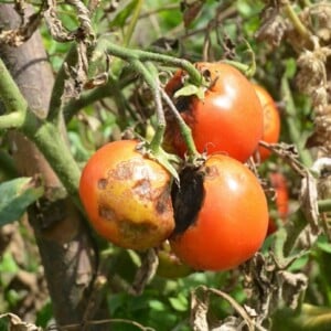 Woran kann man Braunfäule bei Tomaten erkennen